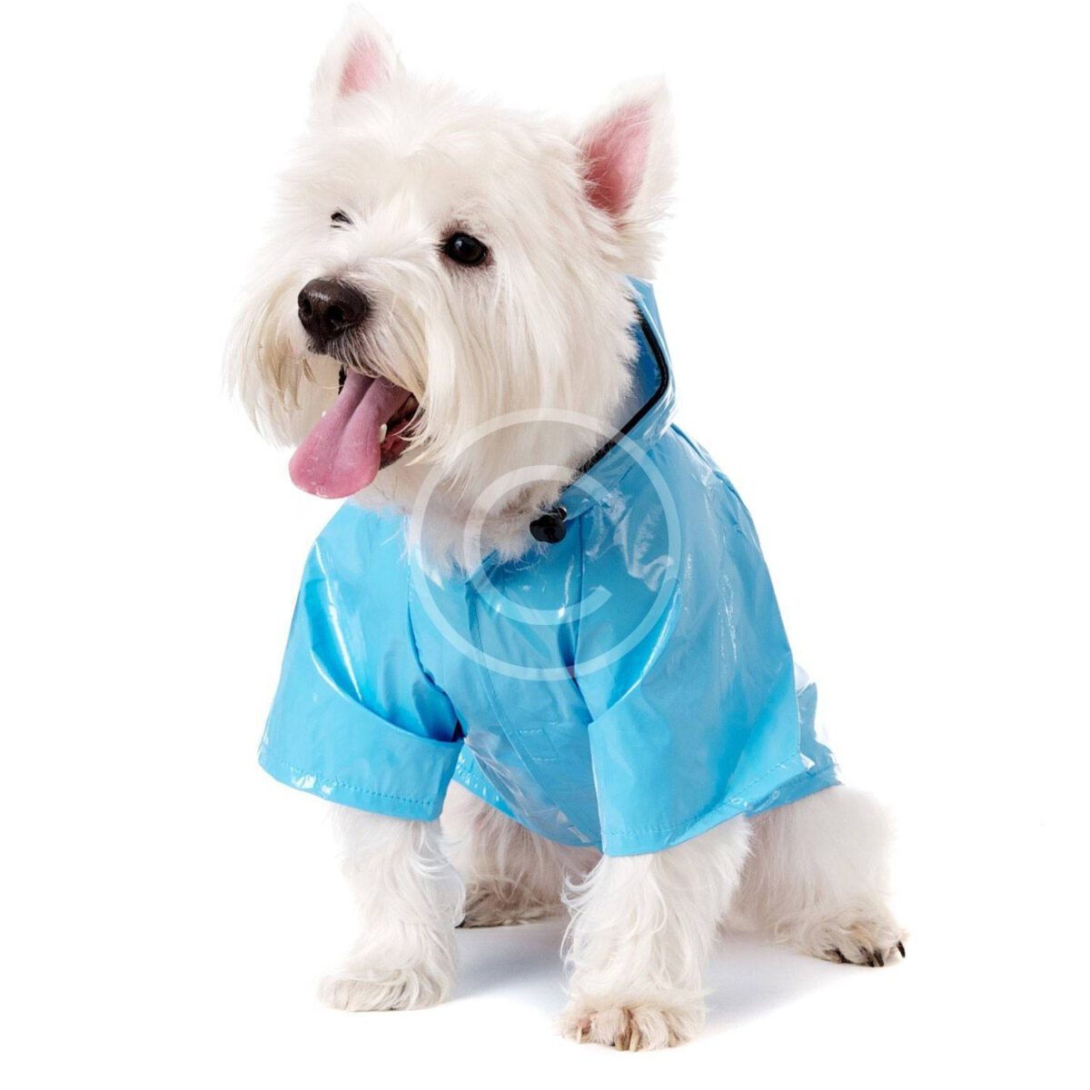 Dog-raincoat-1.jpg