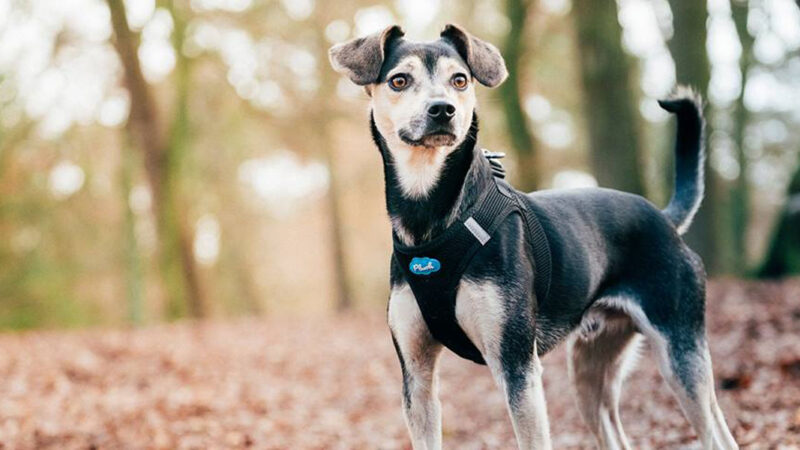 Pflegestellen gesucht