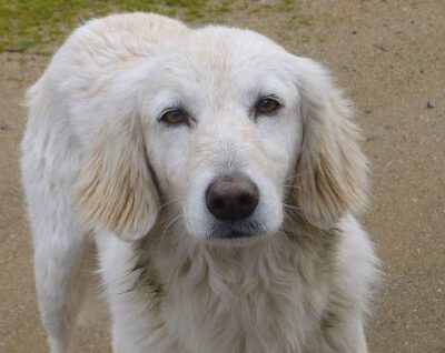 Die freilebenden Hunde von Cabu Abbas