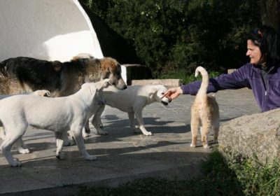 Die Hunde von Cabu Abbas