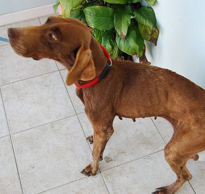 Piccola und Camilla – zwei Hunde brauchen unsere Hilfe