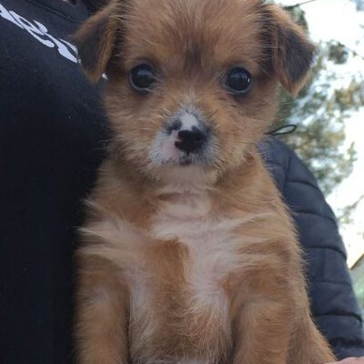 Wieder ausgesetzte Hunde und eine ganz besonders „arme Socke“