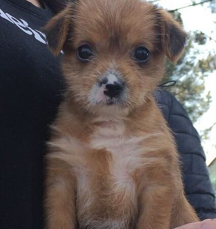 Wieder ausgesetzte Hunde und eine ganz besonders „arme Socke“