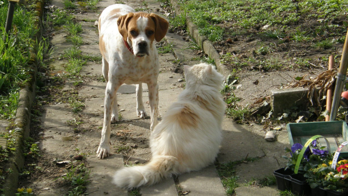 Pongo