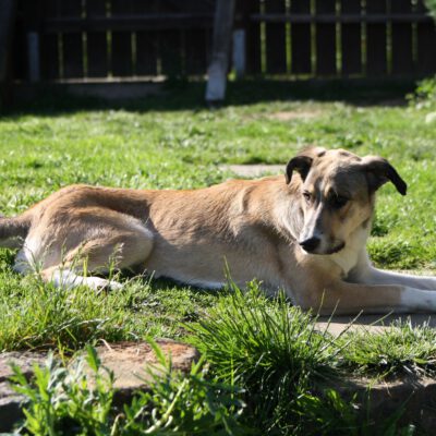 Floh sucht ein Zuhause