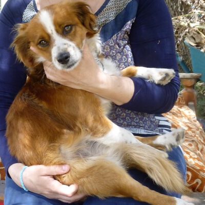 Weitere Hunde auf Sardinien