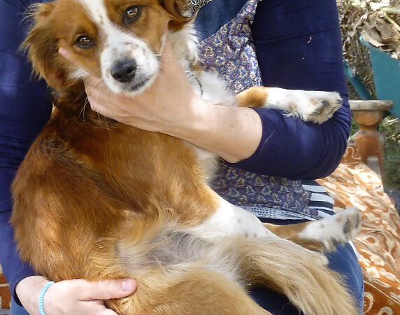 Weitere Hunde auf Sardinien