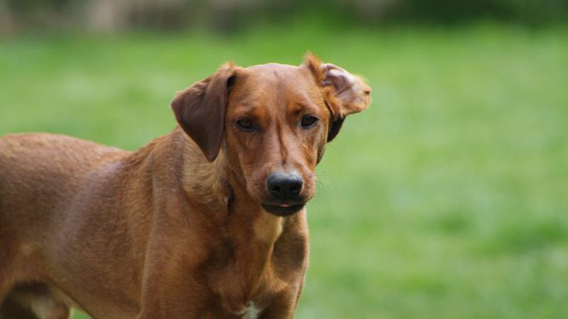 Unsere drei „Dauersitzer“ finden kein Zuhause.
