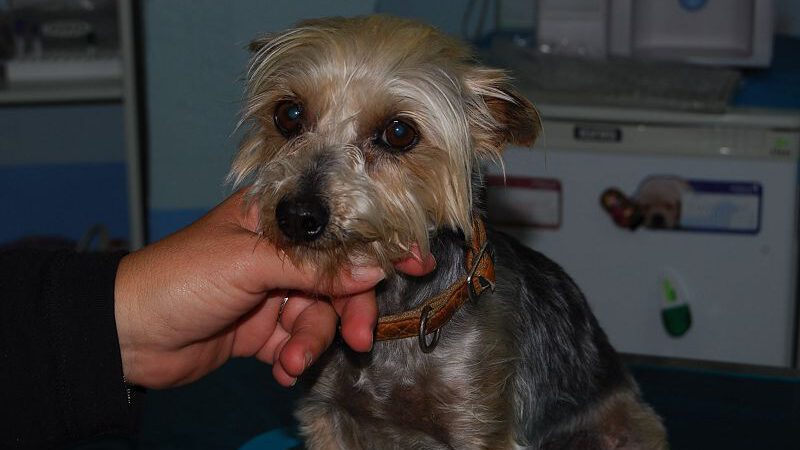 Asia – eine kleine geschundene Seele