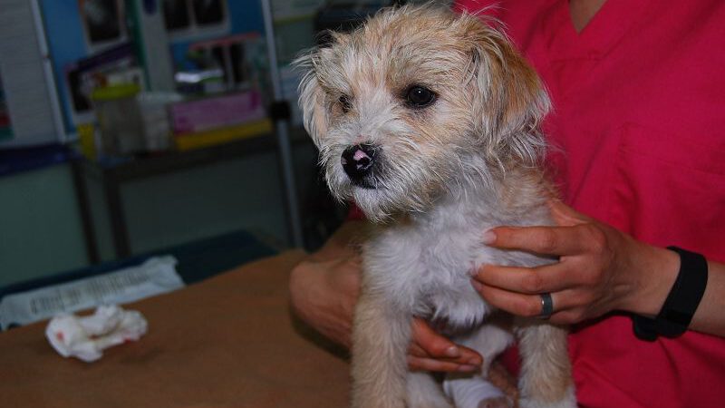 Menta – so jung und schon ein Notfall