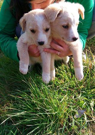 Zina und Zora – auch sie wurden ausgesetzt