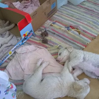 Und wieder vier neue Hunde
