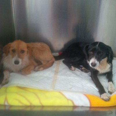 Zwei weitere junge Hunde benötigen unsere Hilfe