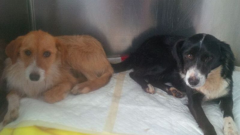 Zwei weitere junge Hunde benötigen unsere Hilfe