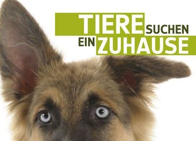 Tiere suchen ein Zuhause