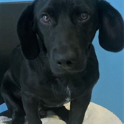 Balù sucht ein neues Zuhause