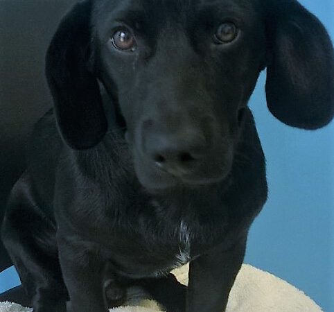 Balù sucht ein neues Zuhause