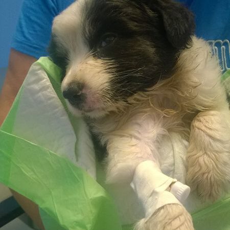 Und noch ein ausgesetzter Welpe