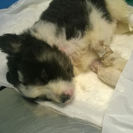 Kenia hat es nicht geschafft