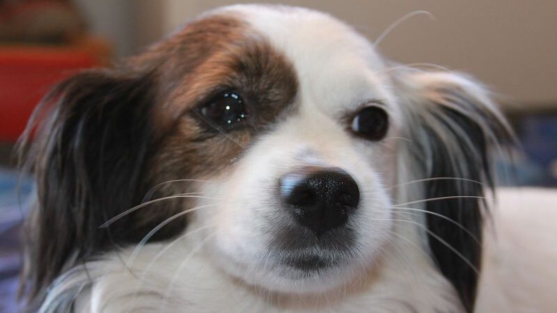 Kimba verliert ihr Zuhause