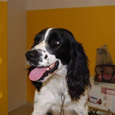 Drei ausgesetzte Hunde suchen ihre Menschen