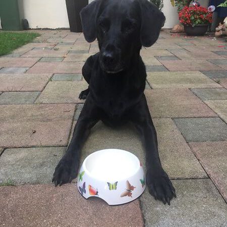 Damit die Näpfe der Hunde nicht so aussehen …..