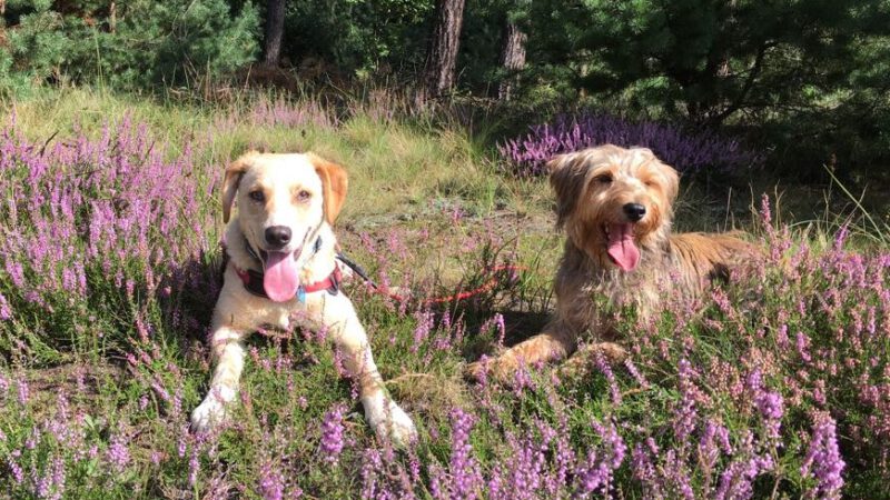 Luc und Zora senden Grüße