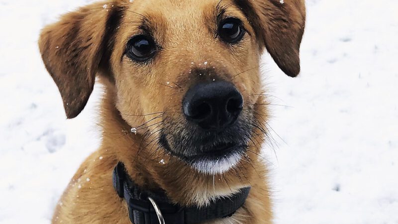 Winterhundefotos 2017