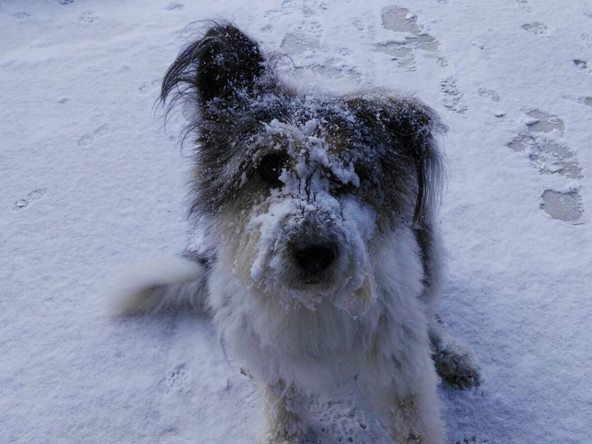 Whisky-1.jpg