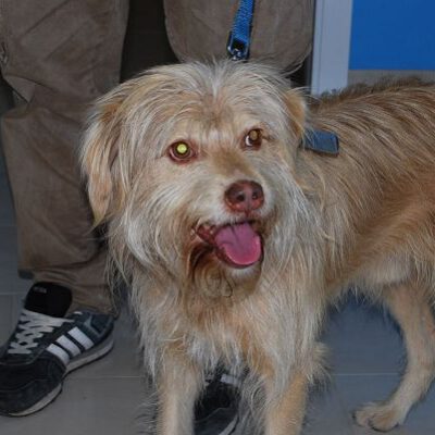 Drei Hunde, die ein Zuhause suchen