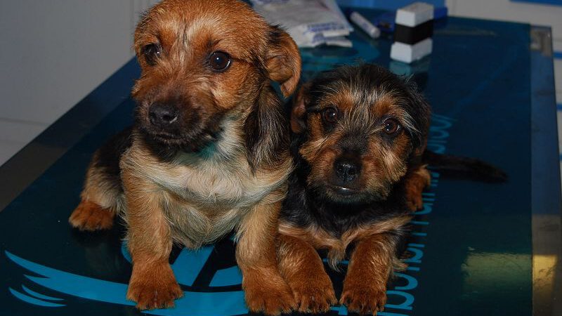 Zwei ungewollte Welpen suchen ein Zuhause.