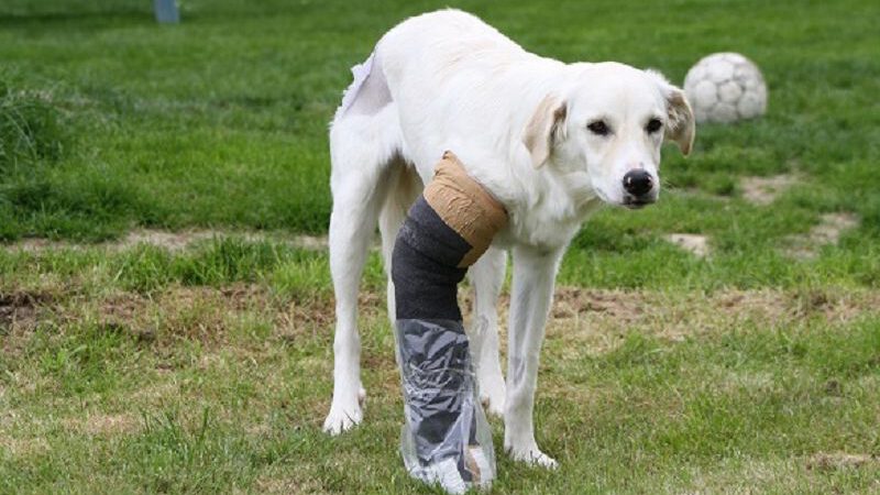 Ruth – unser Sorgenkind!