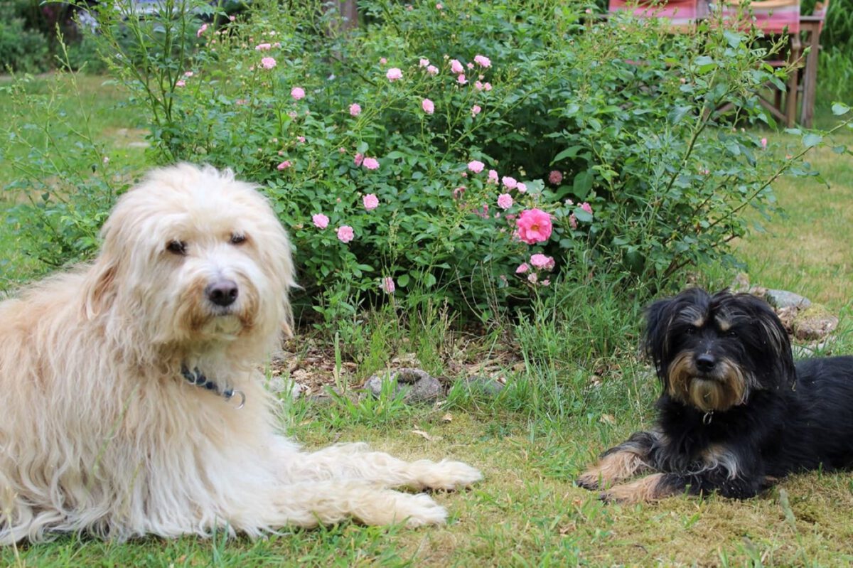 Odin-und-Boris.jpg