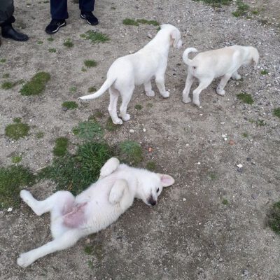 Aramis, Athos und Portos