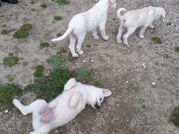 Aramis, Athos und Portos