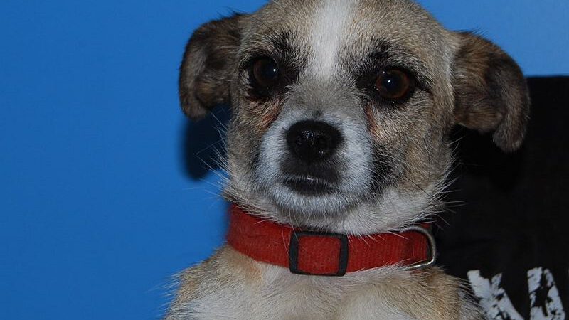 Mia hat Glück gehabt