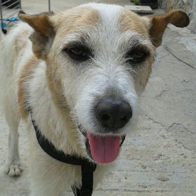 Geretteter Snoopy