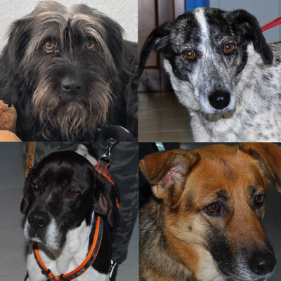 Duff, Coccola, Odo und Ruja