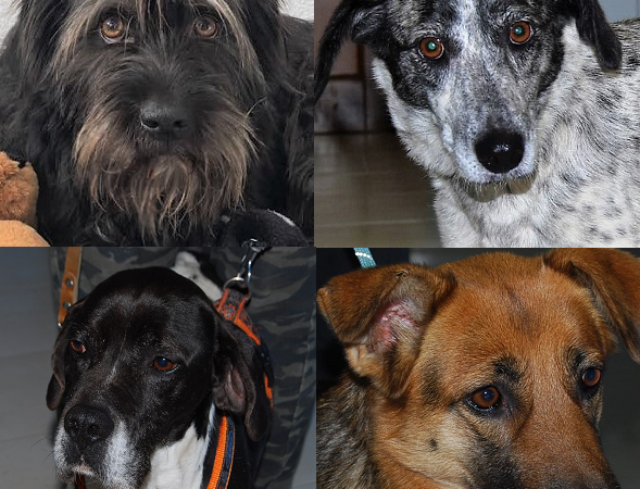 Duff, Coccola, Odo und Ruja