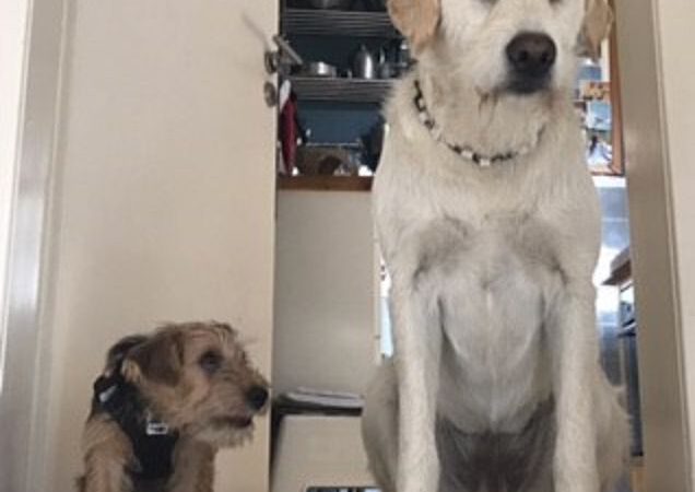 Scout hat sich eingelebt