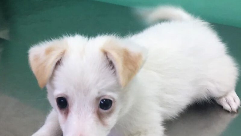 Neues Zuhause gesucht