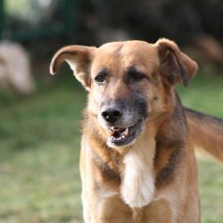 Ruja