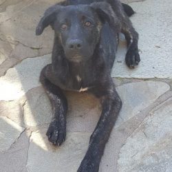 Gioia