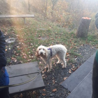 HundeRunde Linz a.Rh.