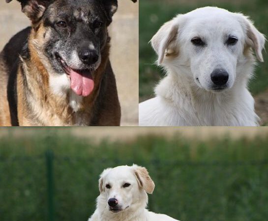 Unsere drei Sorgenkinder