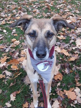 Cleo der Besuchshund