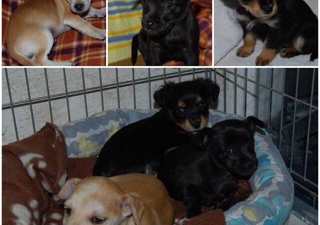 Drei Minis im Glück