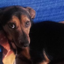 Stella