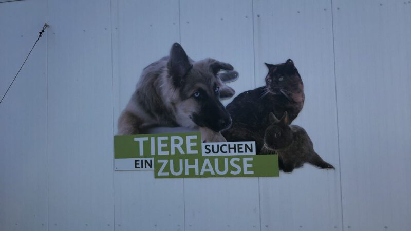 Tiere suchen ein Zuhause
