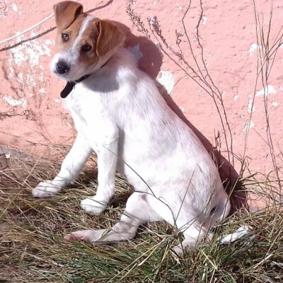 Hier kommt Jack